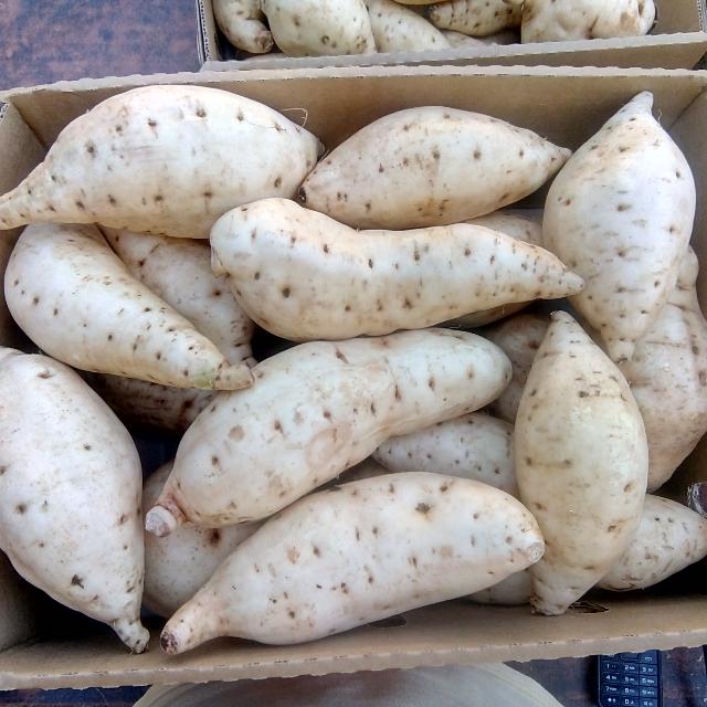 White sweet potato